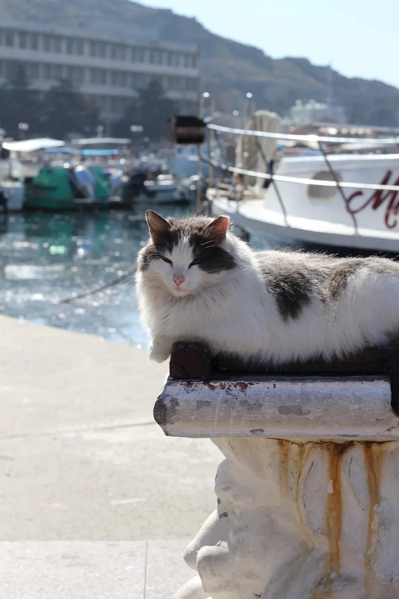 Wise white cat representing elder warrior cat names for senior warrior cat OCs