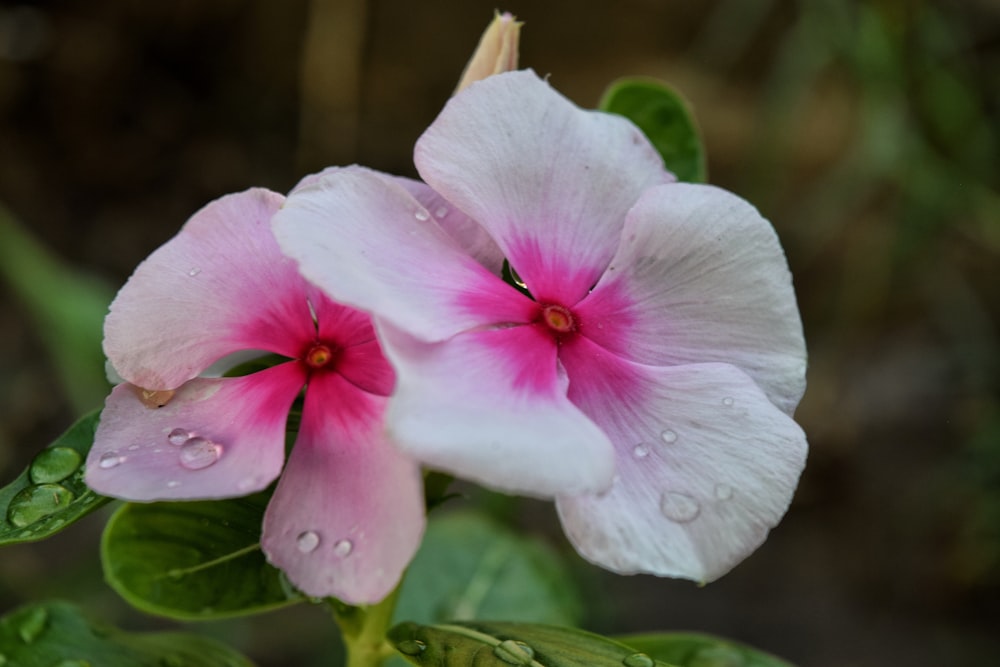 Rosa und weiße Blume in Makroaufnahme