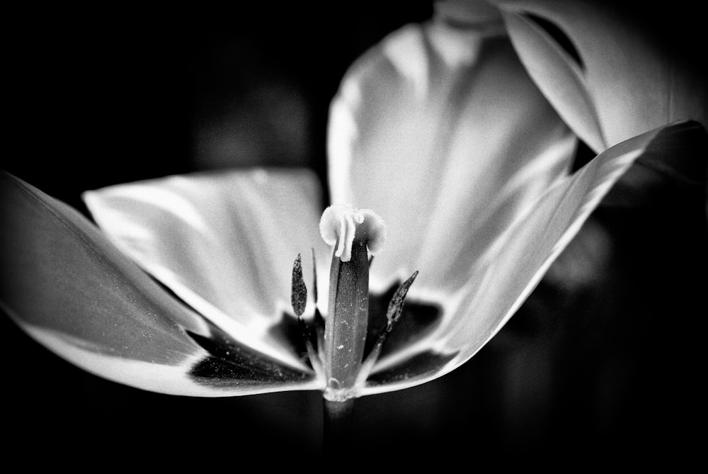grayscale photo of flower with water droplets