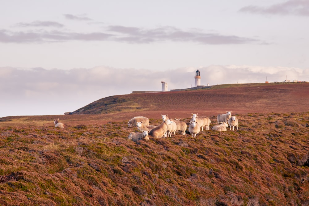 herd of sheep on green grass field during daytime