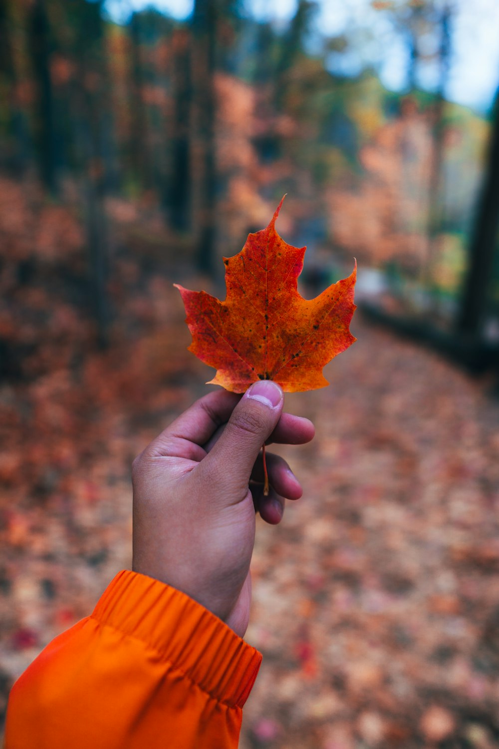 person holding brown maple leaf