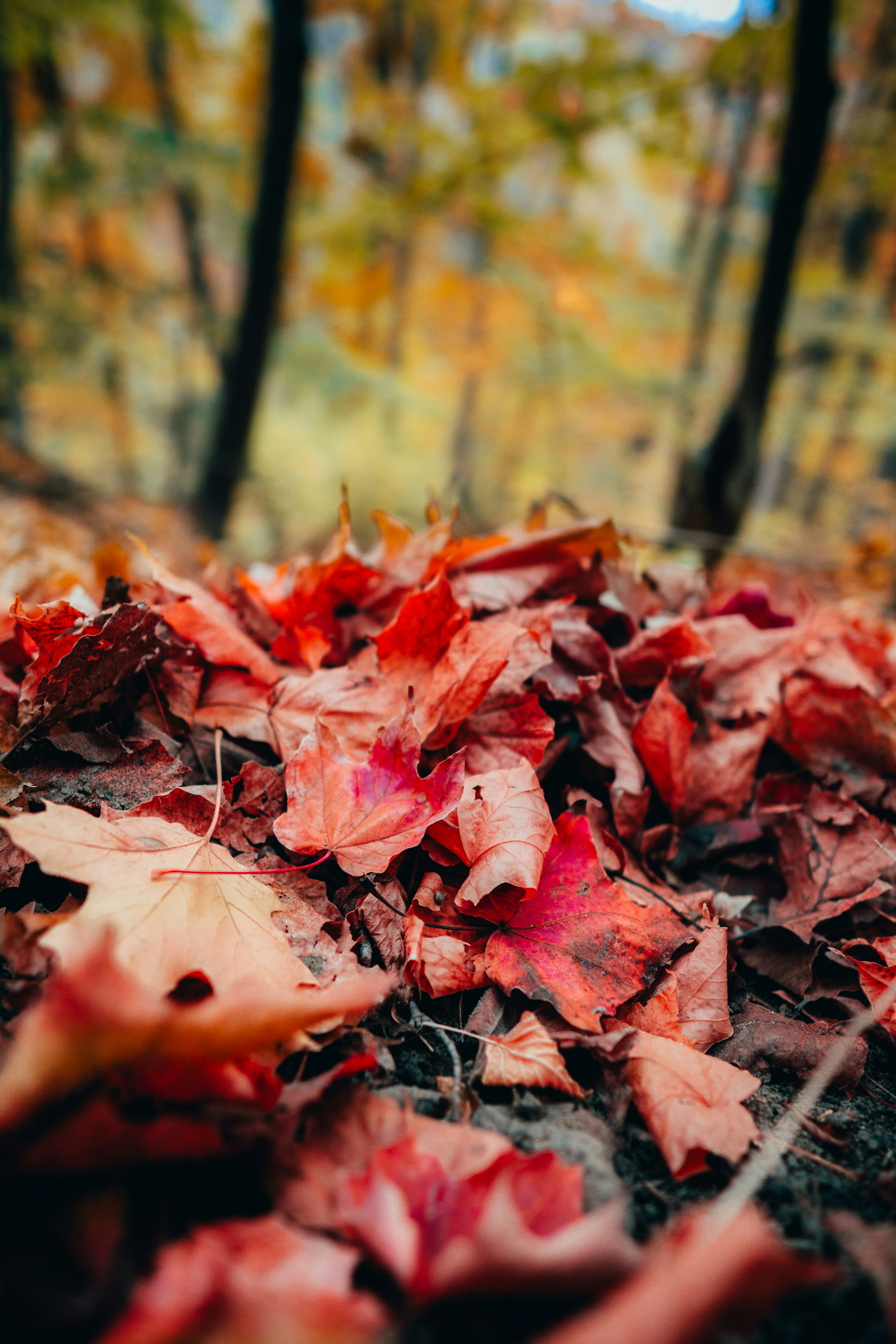 昼間の地面の紅葉の写真 Unsplashで見つけるカナダの無料写真