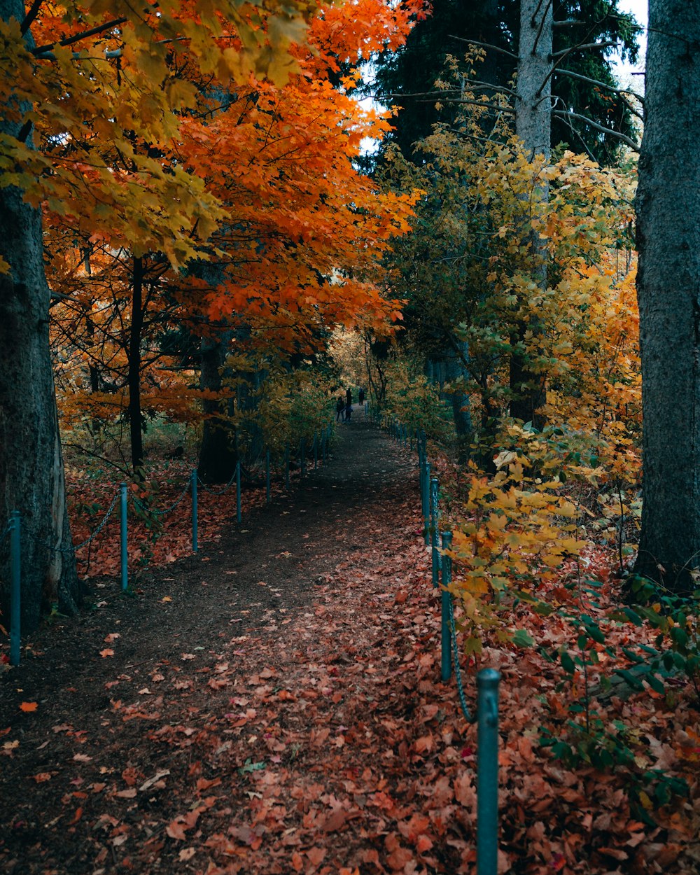 brown leaves on the ground