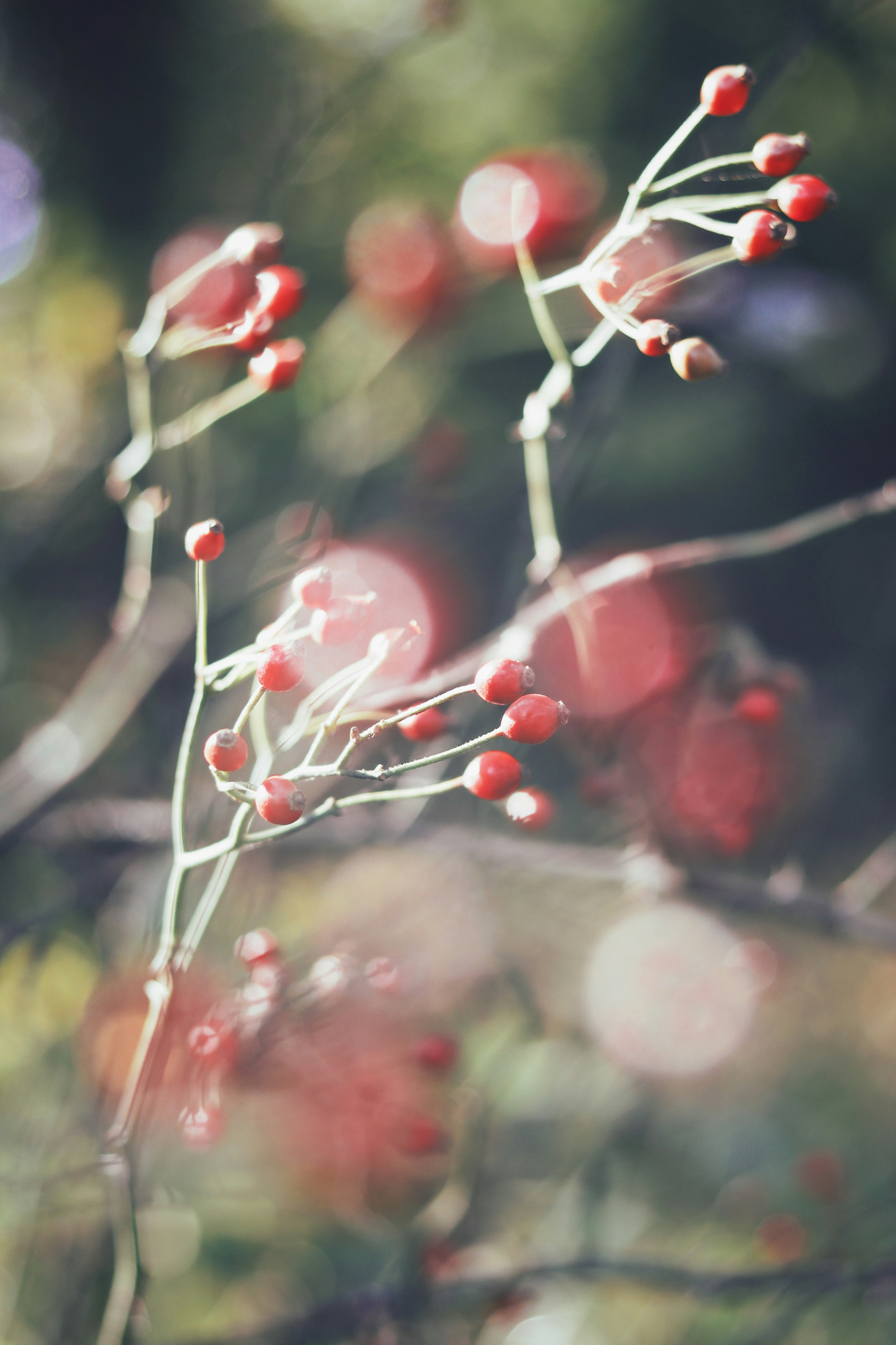 Photo by babybluecat