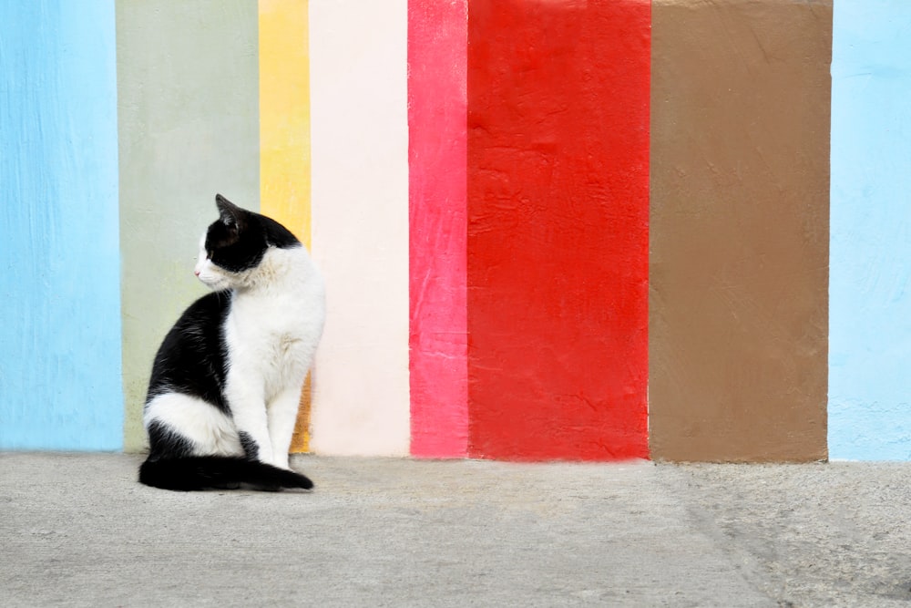 black and white cat sitting beside orange and red wall