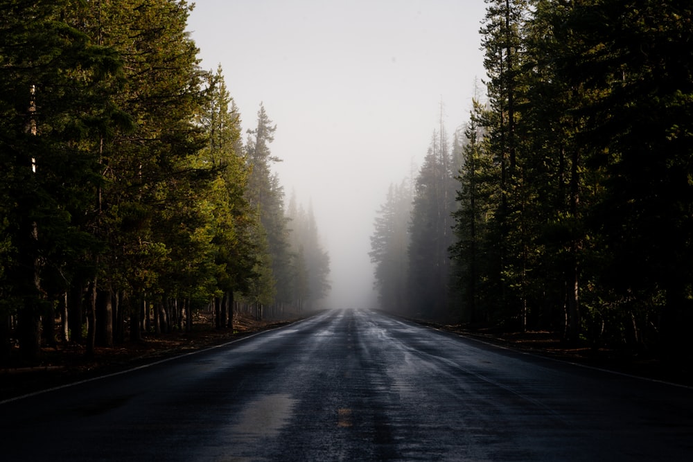 estrada de asfalto cinza entre árvores verdes durante o dia de neblina