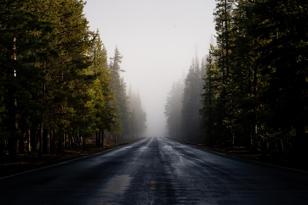 gray asphalt road between green trees during foggy day