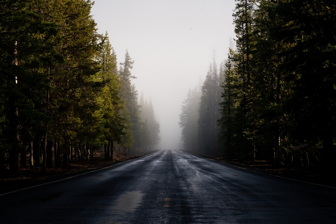 gray asphalt road between green trees during foggy day, Watch Vlog: https://youtu.be/qorH5hiqEvw