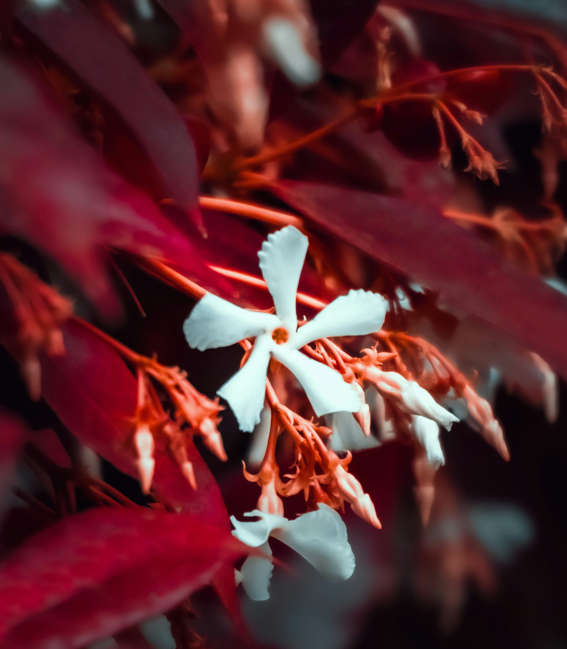 Photo by nature_of_the_experiment