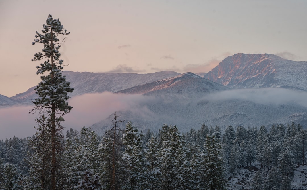 green pine trees near snow covered mountains during daytime