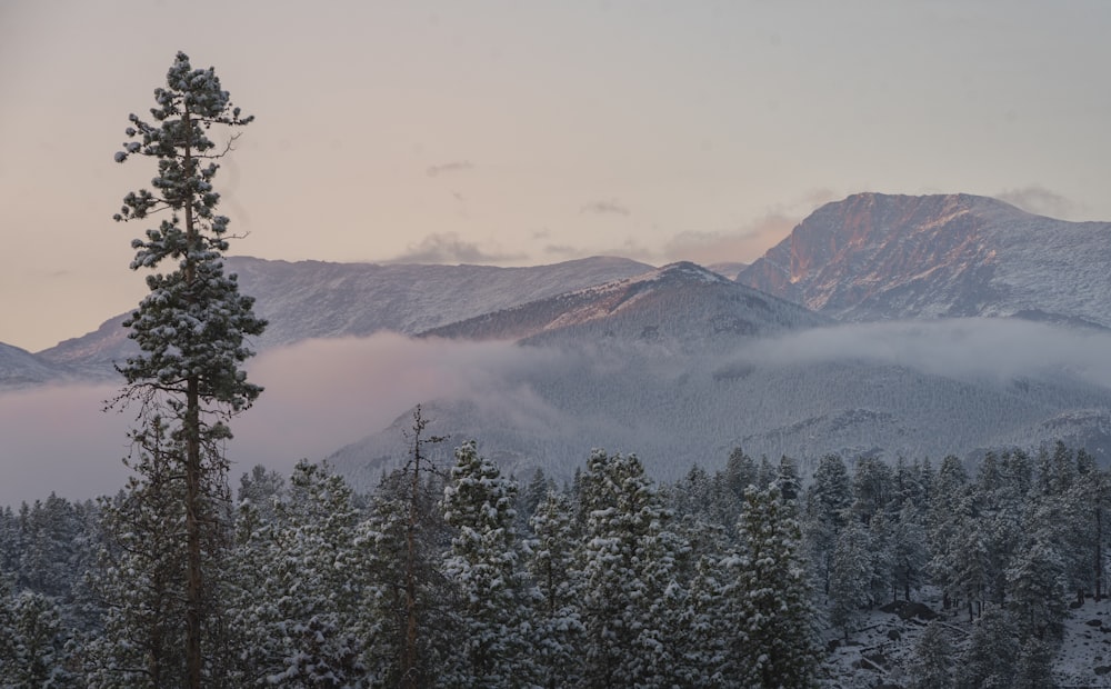 green pine trees near snow covered mountains during daytime