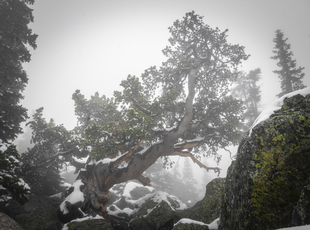 green tree on rocky mountain during daytime