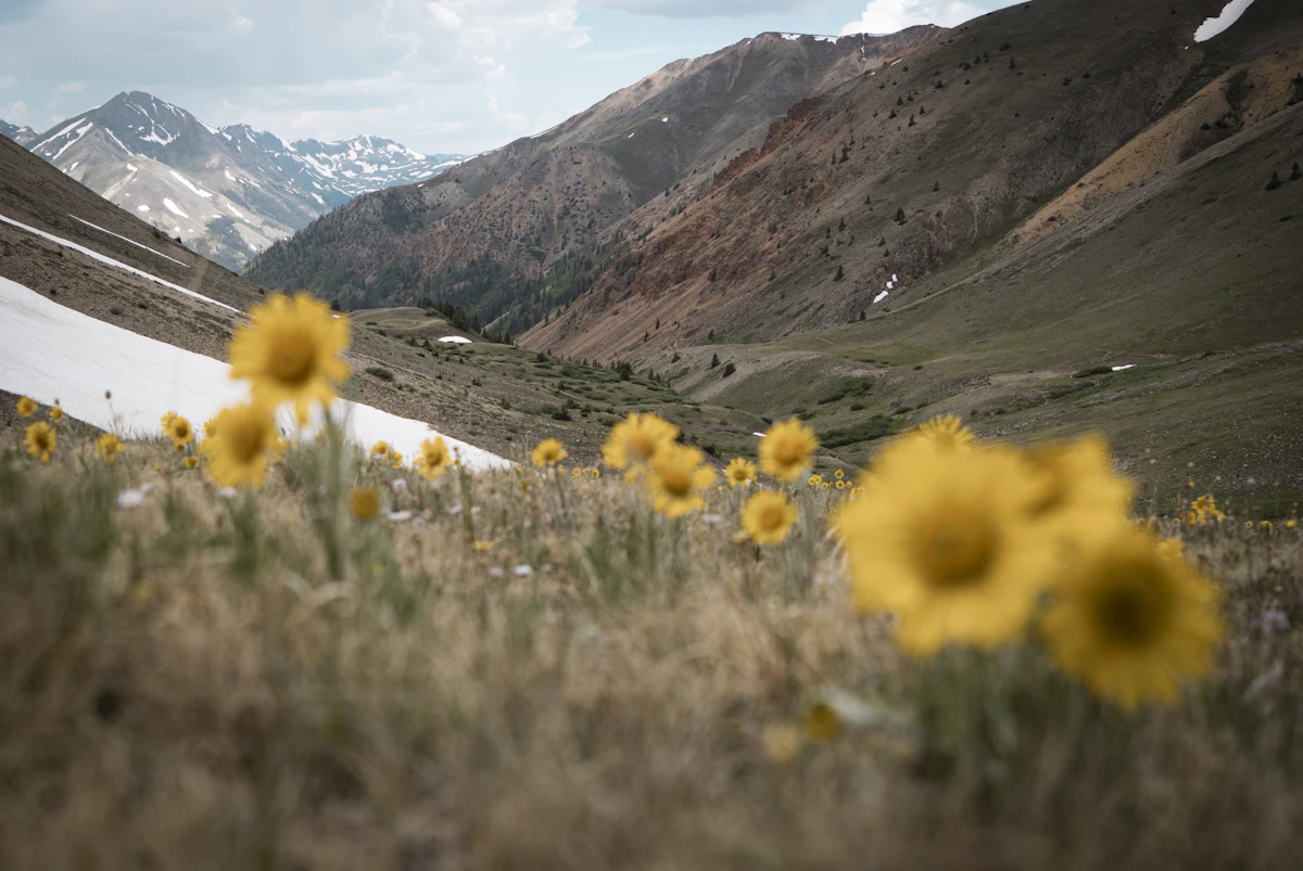 Yellow alpine sunflowers on a slope near Handies Peak, with snow patches and red hills behind
