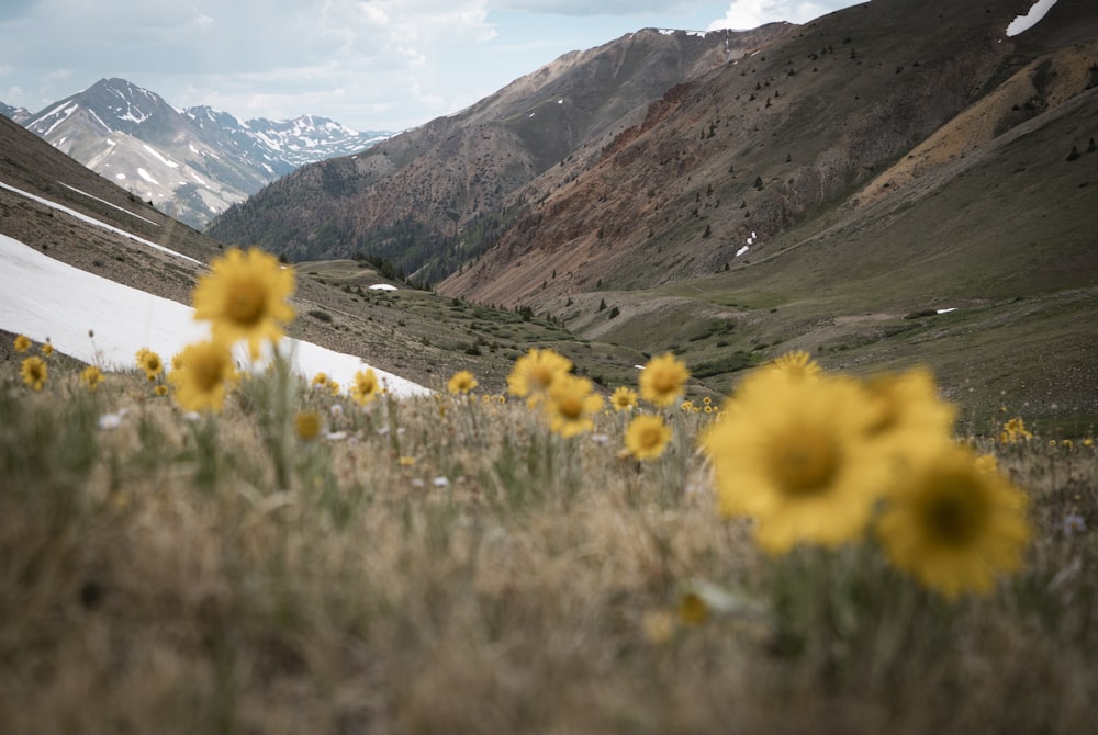 yellow flowers on green grass field near mountains during daytime