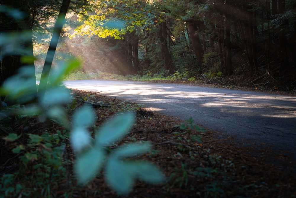 gray road between green trees during daytime