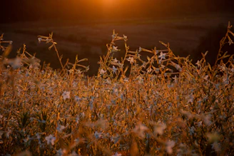 A serene sunrise over a blooming garden with soft cream and dusty rose flowers basking gently in honey gold light.