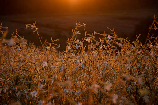 A serene sunrise over a blooming garden with soft cream and dusty rose flowers basking gently in honey gold light.