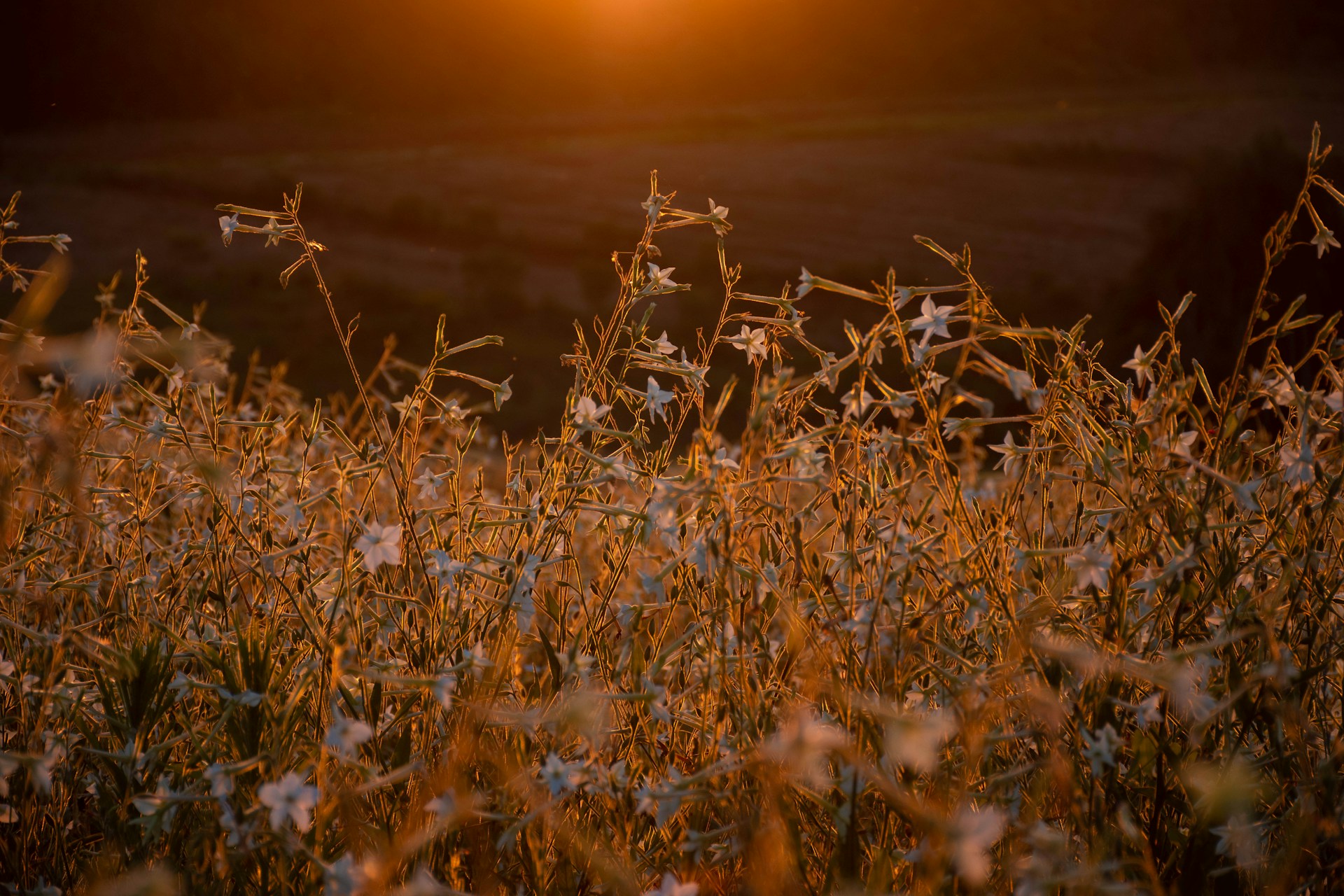 white flower field during sunset