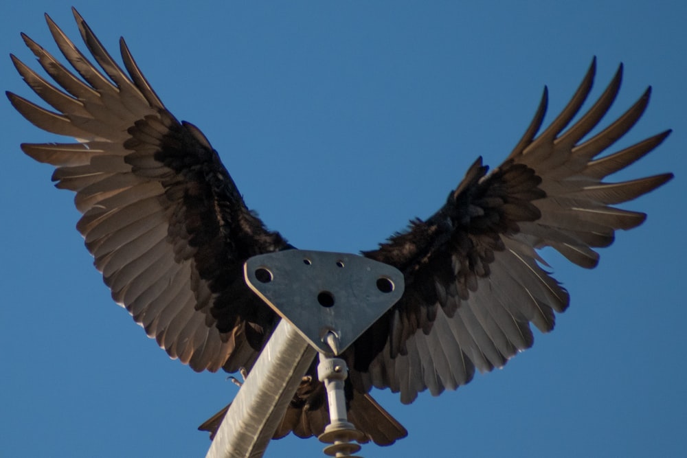 black and white bird flying under blue sky during daytime