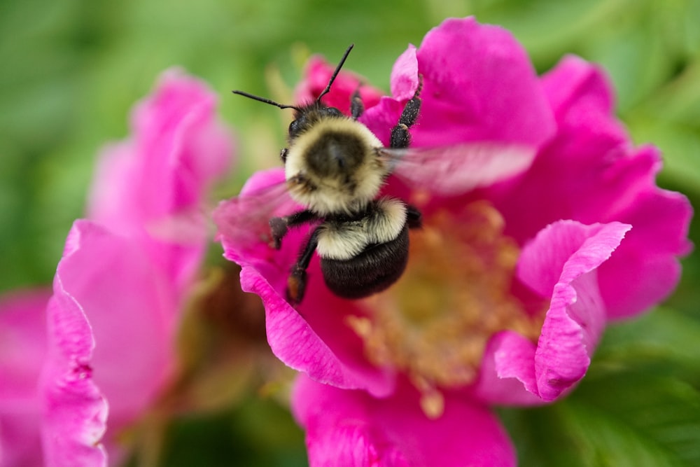 black and yellow bee on pink flower