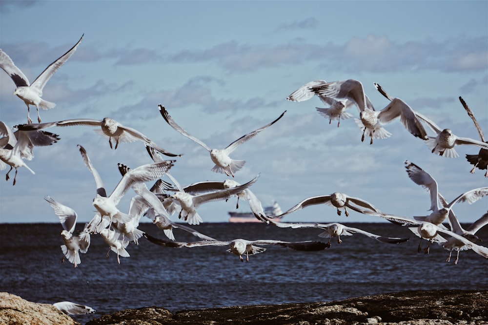 flock of white birds flying over the sea during daytime