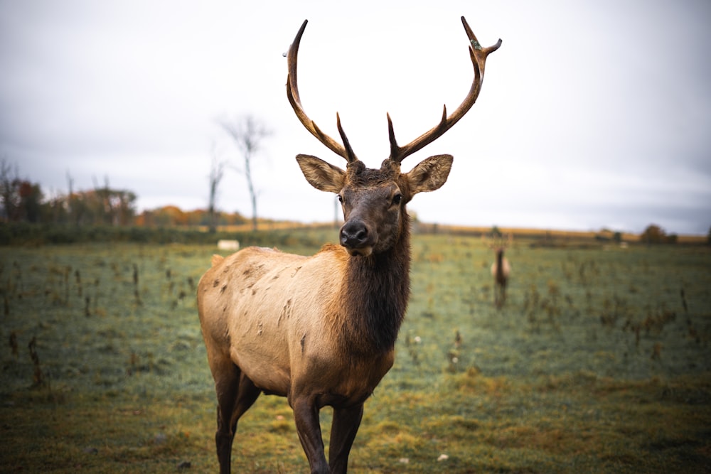 brown deer on green grass field during daytime