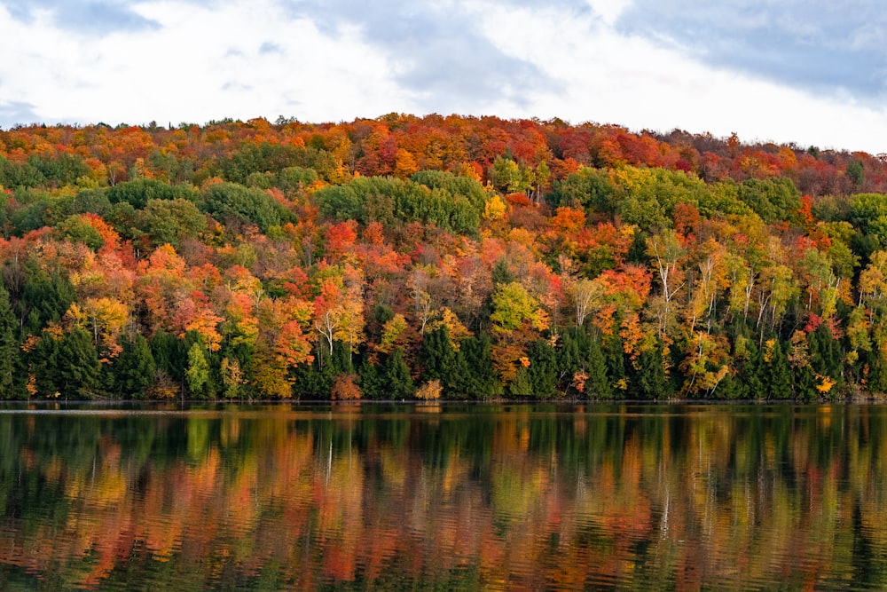 green and brown trees beside body of water during daytime