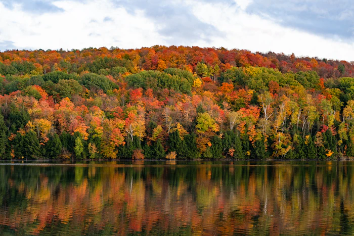 Autumn forest reflected in still water