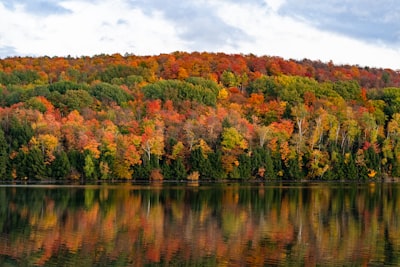 green and brown trees beside body of water during daytime vermont google meet background