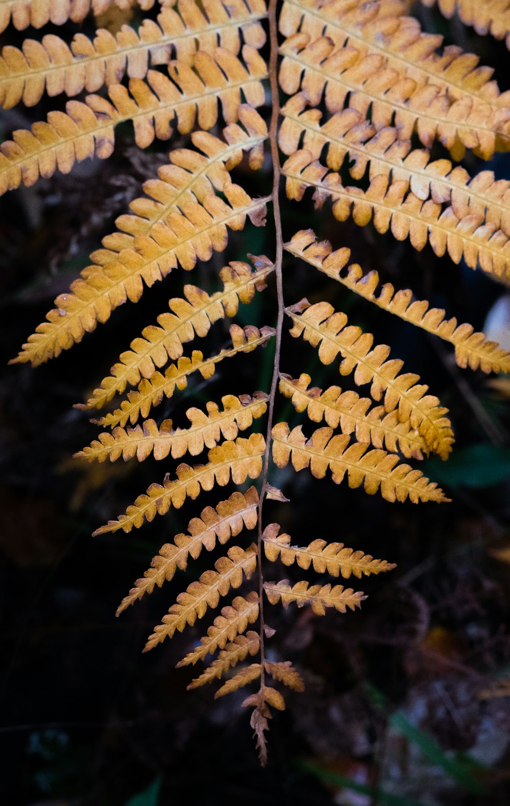 green and brown plant in close up photography