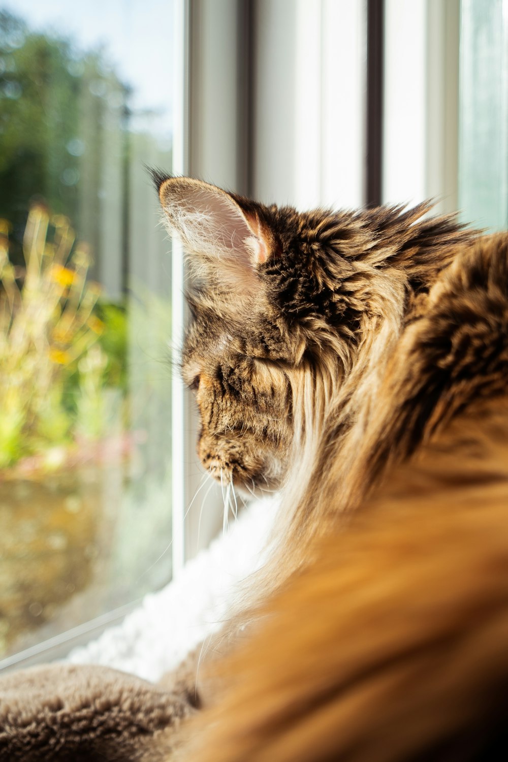 茶色と白の長い毛皮の猫