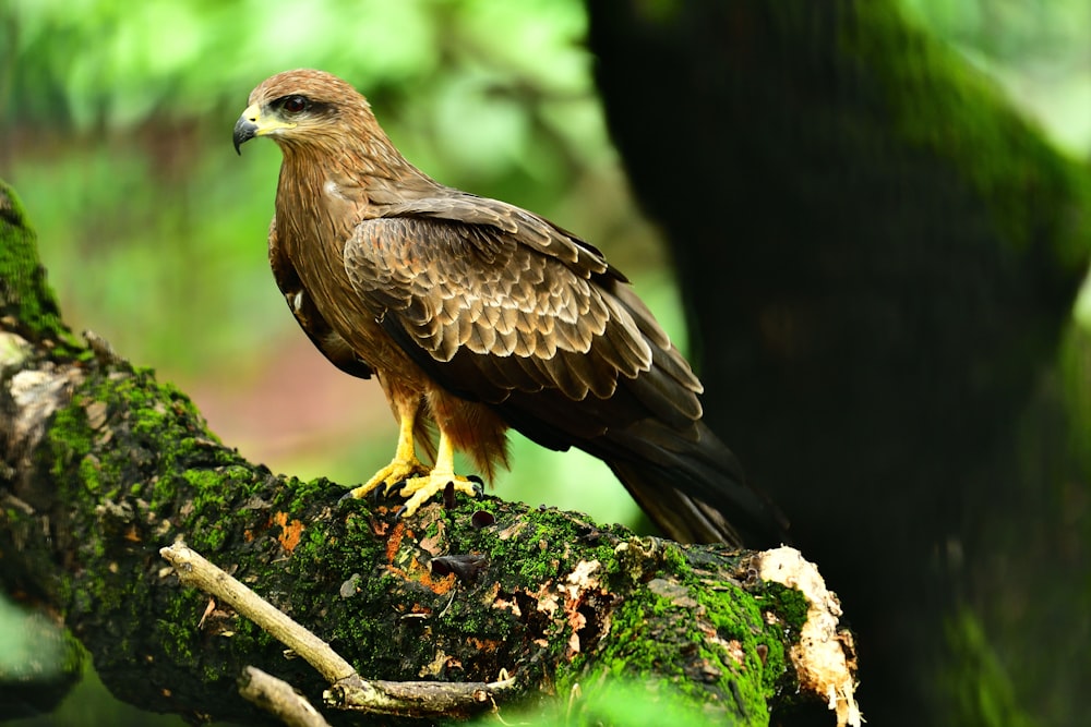 brown and white eagle on brown tree branch