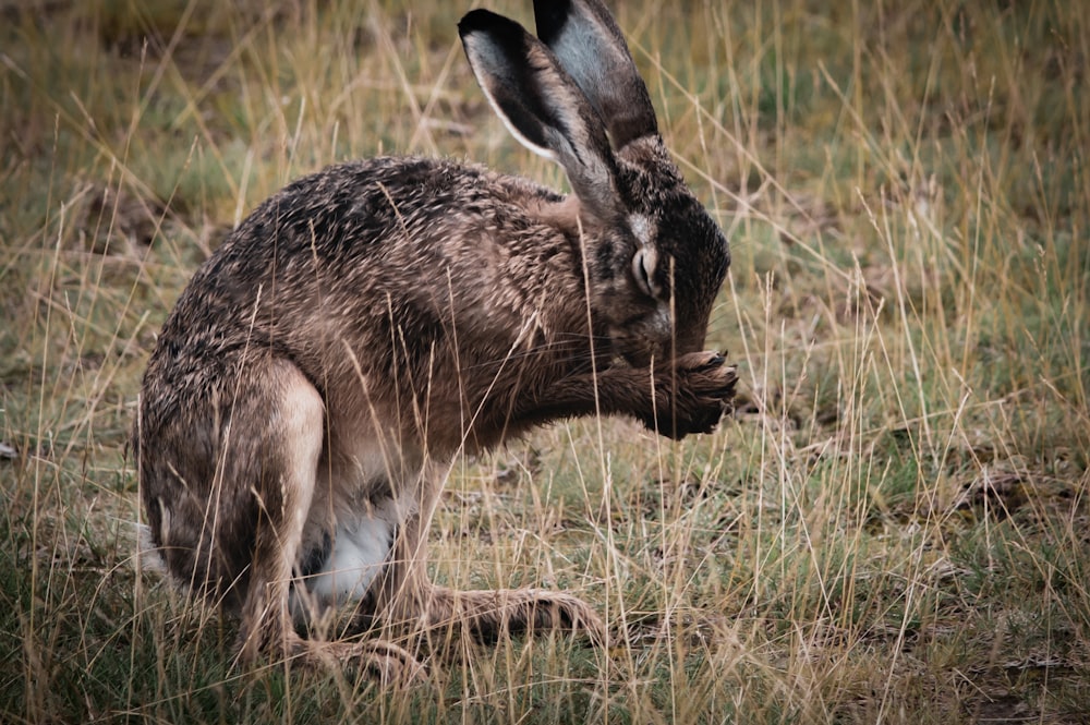 brown rabbit on green grass during daytime