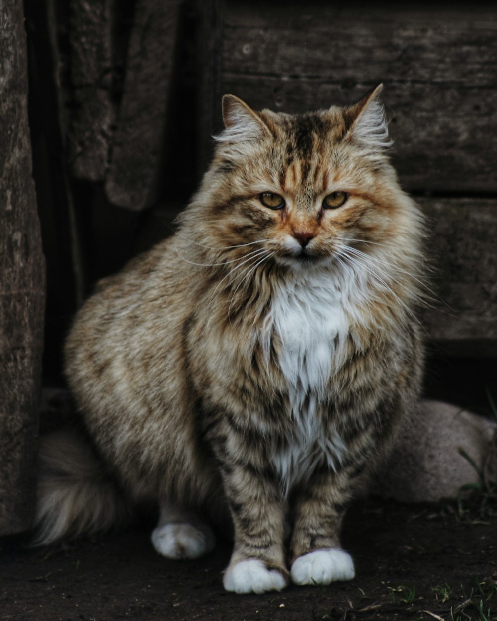 brown tabby cat on black concrete floor