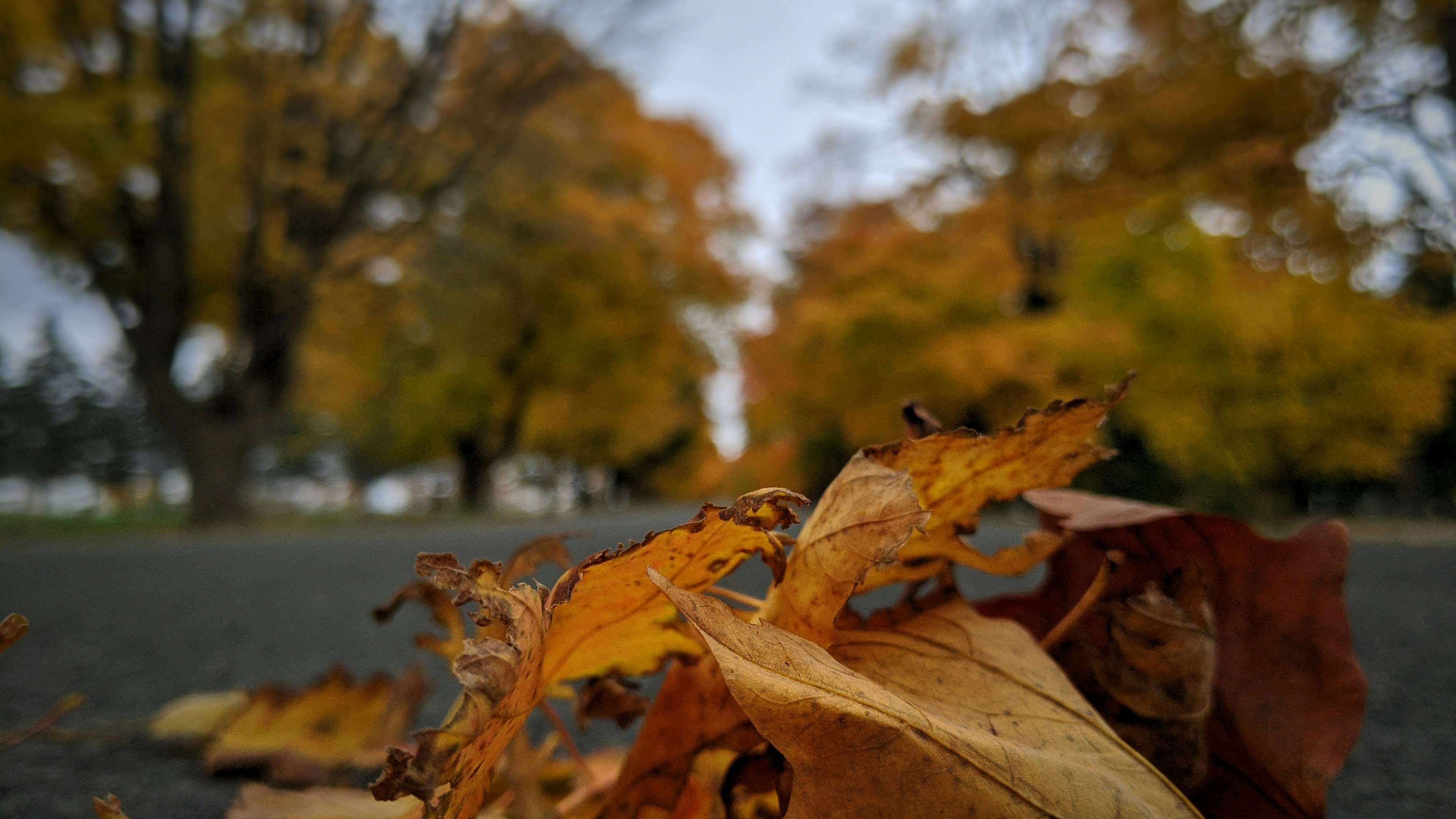 brown dried leaves on ground during daytime