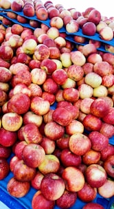 A large pile of apples stacked on blue trays, showcasing a variety of red and yellow hues. The apples are fresh and shiny, suggesting they are recently harvested and ready for sale or consumption.
