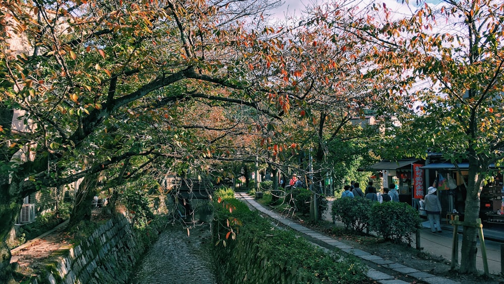 people walking on pathway between trees during daytime