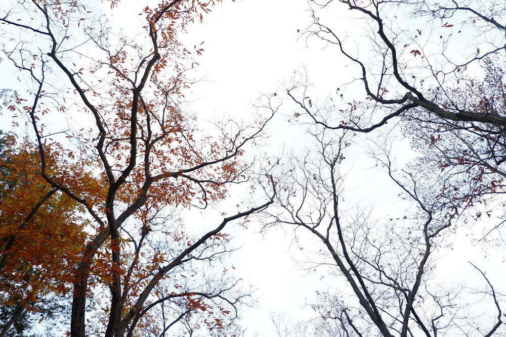 brown tree under white sky