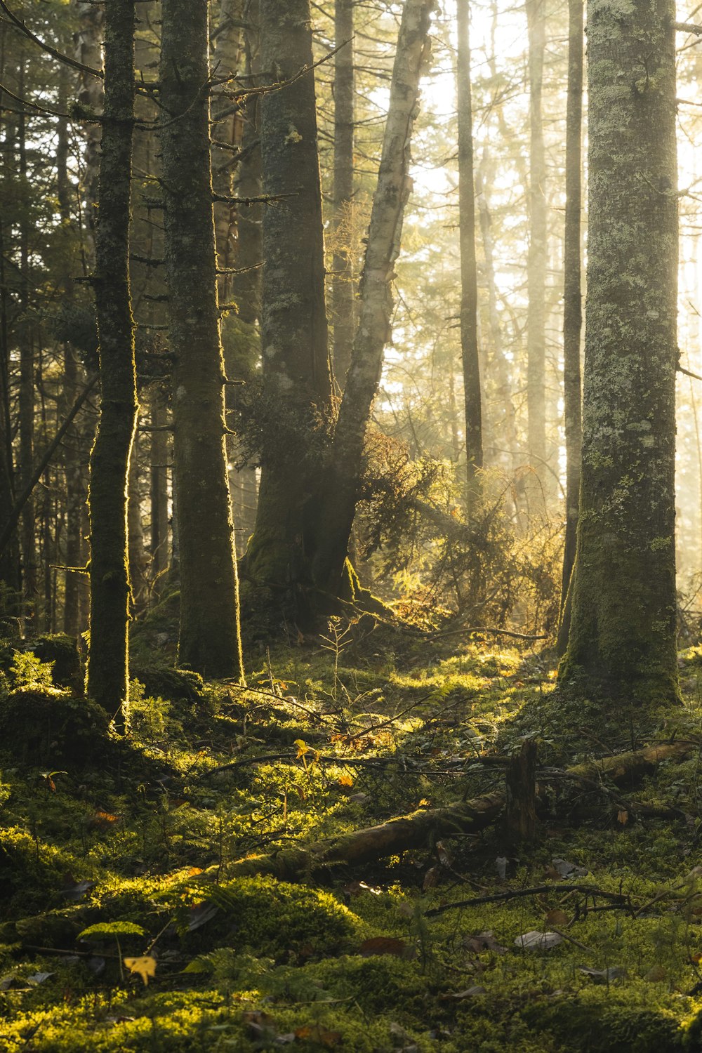 brown trees in forest during daytime