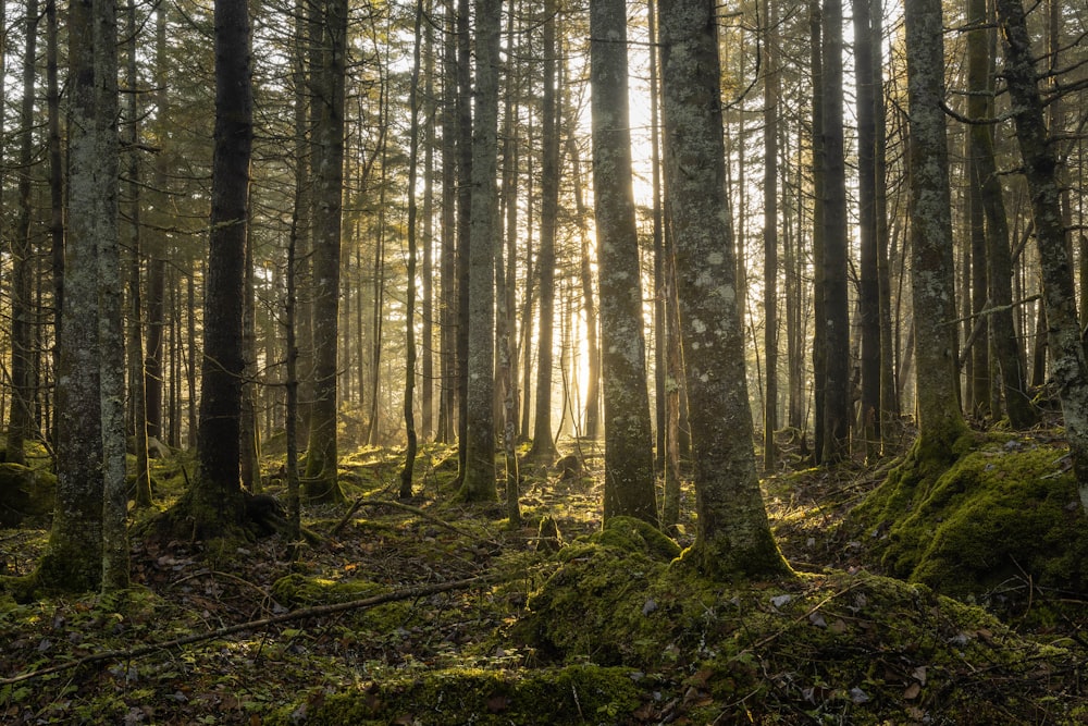 brown trees in forest during daytime