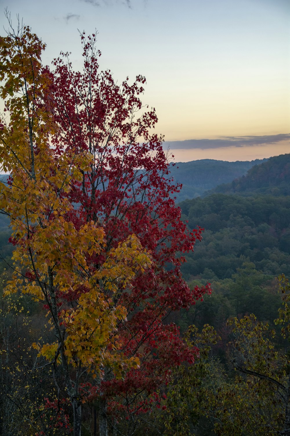 arbre à feuilles rouges sur la colline pendant la journée
