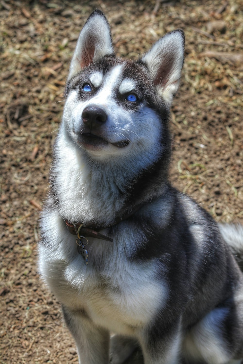 Weißer und schwarzer Sibirischer Husky auf braunem Teppich