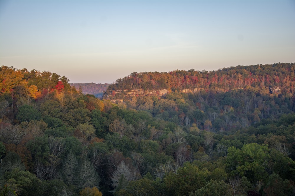 green and brown trees under blue sky during daytime