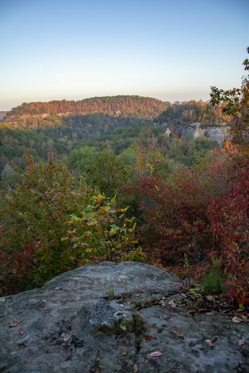 green and brown trees on mountain during daytime