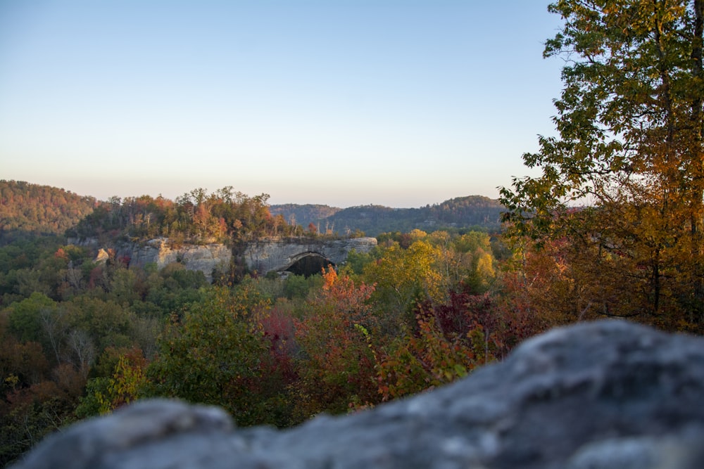 green trees and plants on hill during daytime