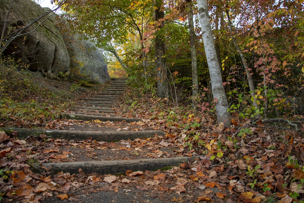 brown leaves on gray concrete stairs