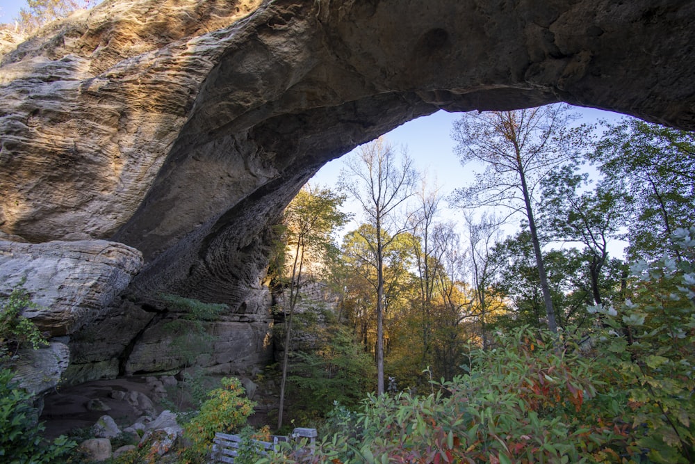 green plants under brown rock formation during daytime