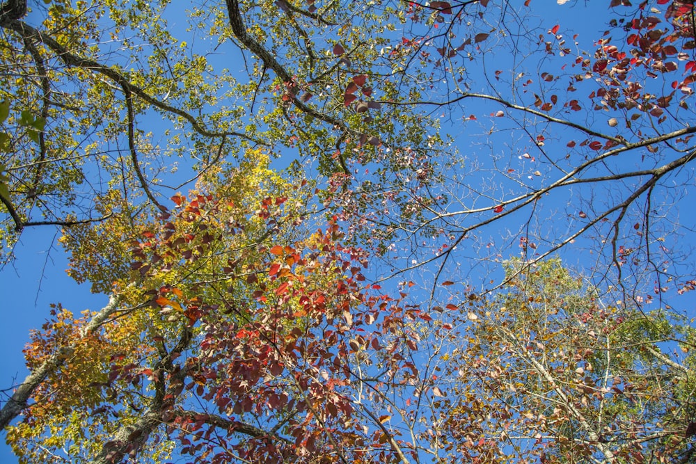 brown and green leaves tree under blue sky during daytime