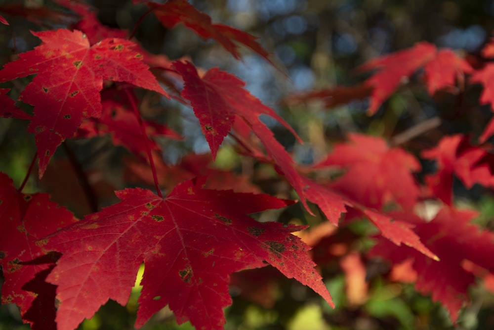 red maple leaf in close up photography