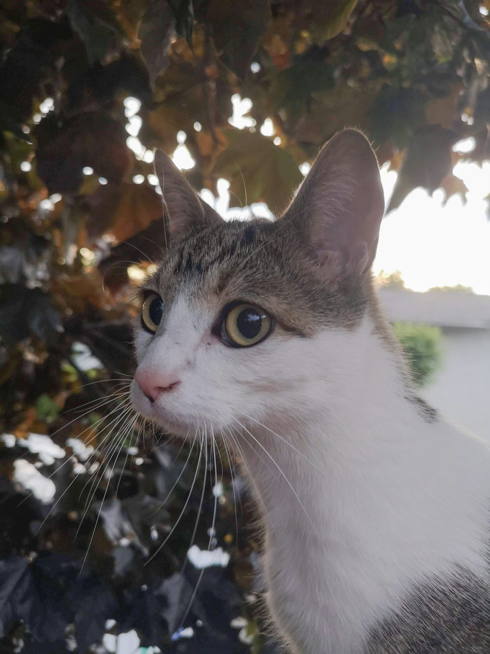 white and brown tabby cat